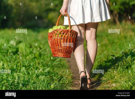 Organic Apples In Basket Apple Orchard Fresh Homegrown Produce Stock