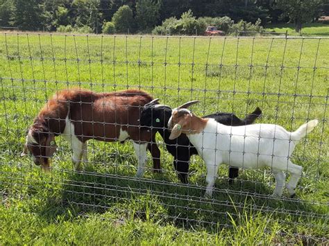 Genemaster Goats Of Ohio Openherd