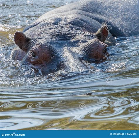 Hippo Head and eyes stock image. Image of park, closeup - 103513681