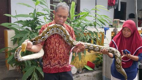 Pakai Tangan Kosong Ahmad Dani Berhasil Tangkap Ular Piton Yang