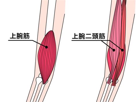 上腕筋の効果的な筋トレ｜自重・ダンベル・チューブでの鍛え方を解説 Fily