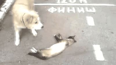 Cat Playing GIF - Find & Share on GIPHY