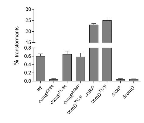 Crosstalk Between The Serine Threonine Kinase Stkp And The Response