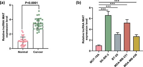 Figure 5 From Silencing Of Long Noncoding Rna Miat Inhibits The