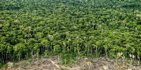 É possível produzir mais sem derrubar uma única árvore da Amazônia diz