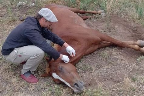 Encefalomielitis Equina Confirmaron El Primer Caso En Salta Agrolink