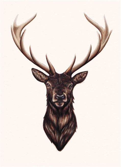 Deer Head Drawing High Quality Drawing Skill