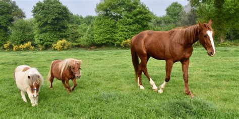 Quelles Sont Les Diff Rences Entre Un Cheval Et Un Poney