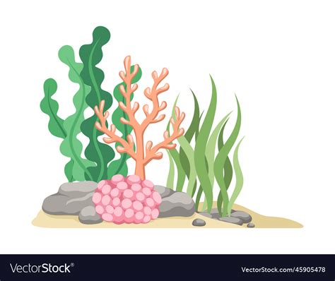 Coral Reefs With Algae Seaweed And Rocks Cartoon Vector Image