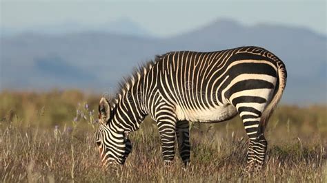 Cape Mountain Zebra Stock Footage Video Of South Nature