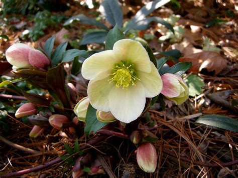 The Hellebore Species Cross ‘hgc Winters Song Is Now Fully In Bloom