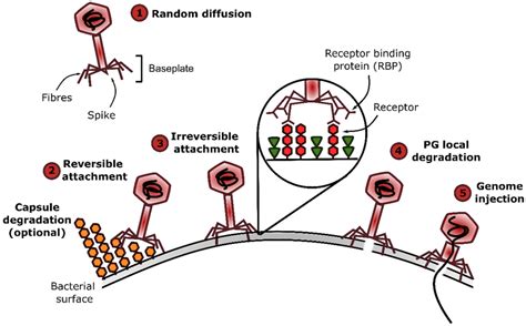 Phage Adsorption Process And Events Leading To Genome Injection Phage