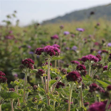 Ageratum ‘Red Flint’
