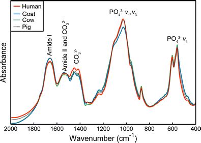 Comparison Of Average Baseline And Snv Corrected Ftir Spectra For