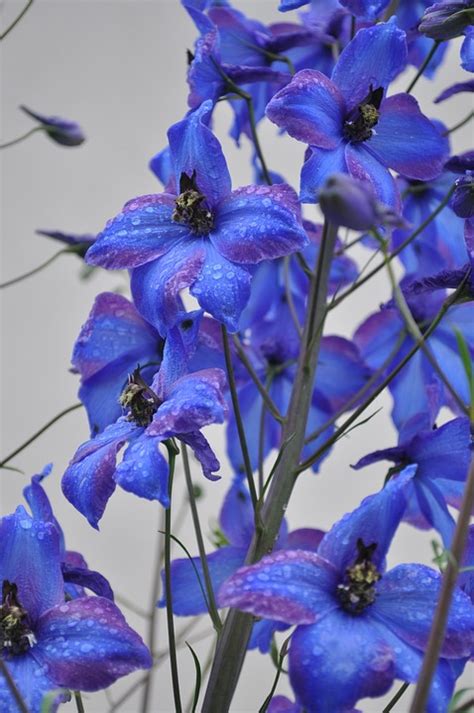 Larkspur Blue Flower Close - Free photo on Pixabay - Pixabay