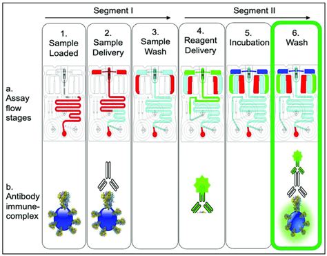 The COVID-19 antibody assay sequence. Step 1 shows the sample (+/−... | Download Scientific Diagram