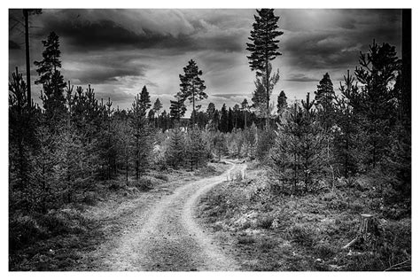 Fotos Gratis Rbol Naturaleza Bosque En Blanco Y Negro Cielo