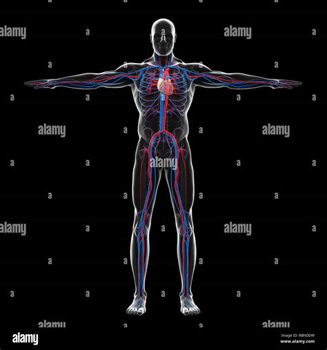 Human Circulatory System Hi Res Stock Photography And Images Alamy