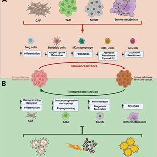 Pdf Modulation Of The Tumor Microenvironment And Mechanism Of