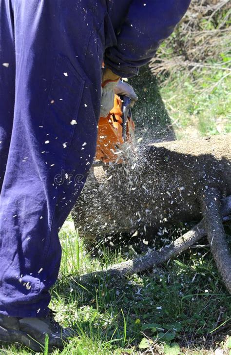 Lenhador O Terno Protetor No Trabalho A Serra De Cadeia Imagem