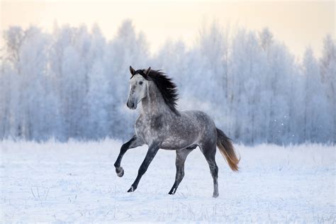 Popular Winter Animals that Thrive in Cold Weather - MyStart