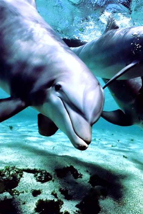 🔥 40 Dolphin Wallpapers Swim Wallpapersafari