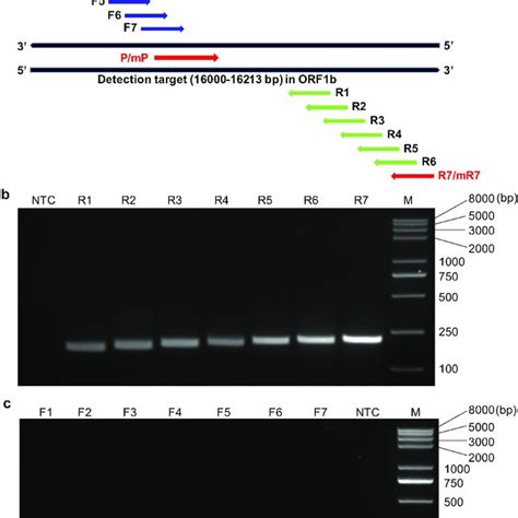 Specificity Analysis Of The Rt Raa Lfd Assay Optimized For Pdcov