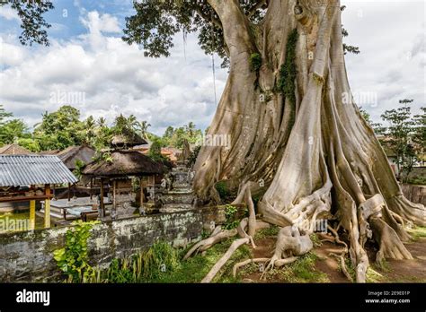 Tronco De Un Rbol Gigante Antiguo Algod N O Kapok Ceiba Pentandra En