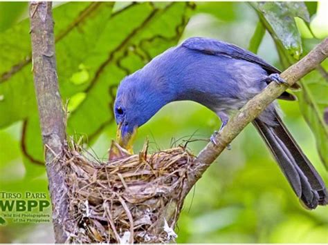 Exquisite Blue Paradise Flycatcher In The Philippines