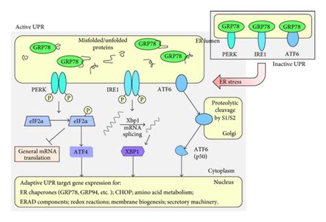 Er Stress Signaling Pathway