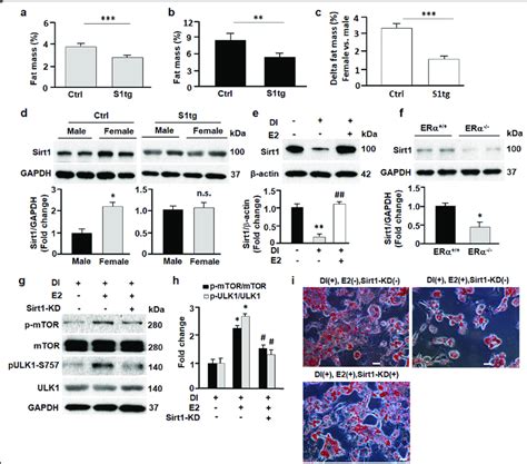 Sirt1 Regulated Sex Difference In Adiposity A B Fat Mass In Male A Download Scientific