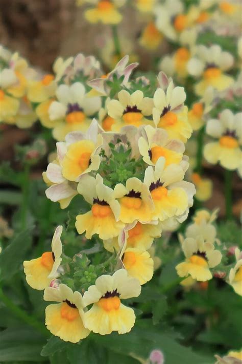 How To Grow And Care For Nemesia Flowers Gardeners Path