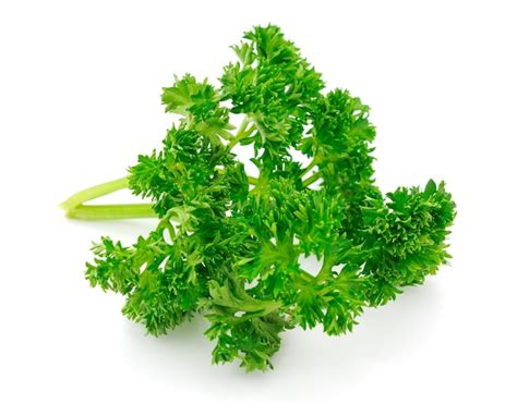 Premium Photo Fresh Green Organic Parsley