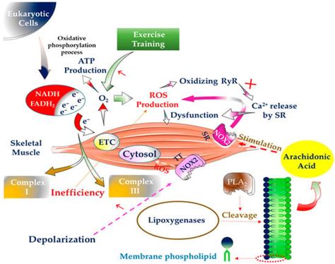 Antioxidants Free Full Text An Overview Of Physical Exercise And