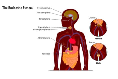 Anatomy Of Endocrine System Anatomical Charts And Posters