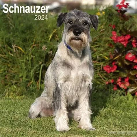 Schnauzer Kalender Aanbieding Bij Bol