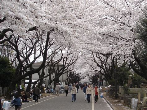 Yanaka Walking Tour (Self Guided), Tokyo, Japan