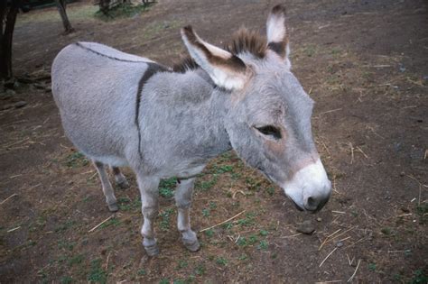 Congratulations! It's a Burro. Baby Burro Born in Custer.