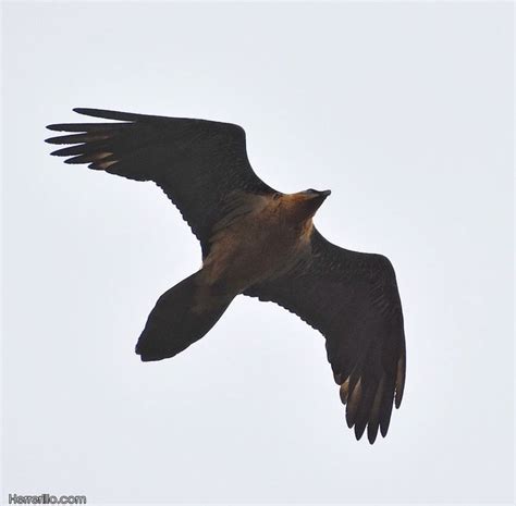 Birding Catalunya On Twitter Trencal S Gypaetus Barbatus Gran