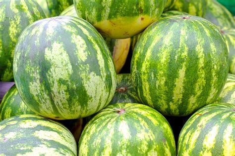 Watermelons Stock Image Image Of Pile Fresh Organic 98296647