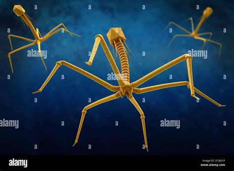 Bacteriophages Infecting Bacterium Illustration Stock Photo Alamy