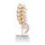 Columna Vertebral Lumbar B Smart Anatomy B Scientific