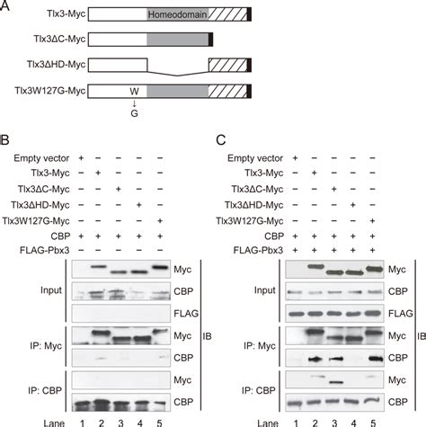 Tlx Interacts With Cbp Through The Homeodomain A Schematic