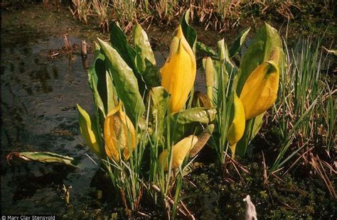 Western Skunk Cabbage