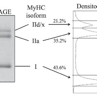 Overview Of Sds Page And Densitometry For Myosin Heavy Chain Myhc