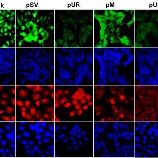 RNAi Mediated Knockdown Of UPAR And MMP 9 Expression In IOMM Lee Cells