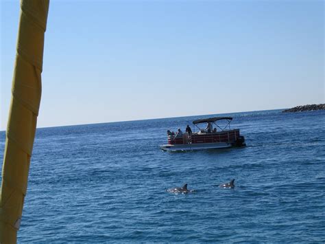 2 Hours Private Dolphin And Snorkeling Tours Up To 13 People Pcb Dolphin Tours