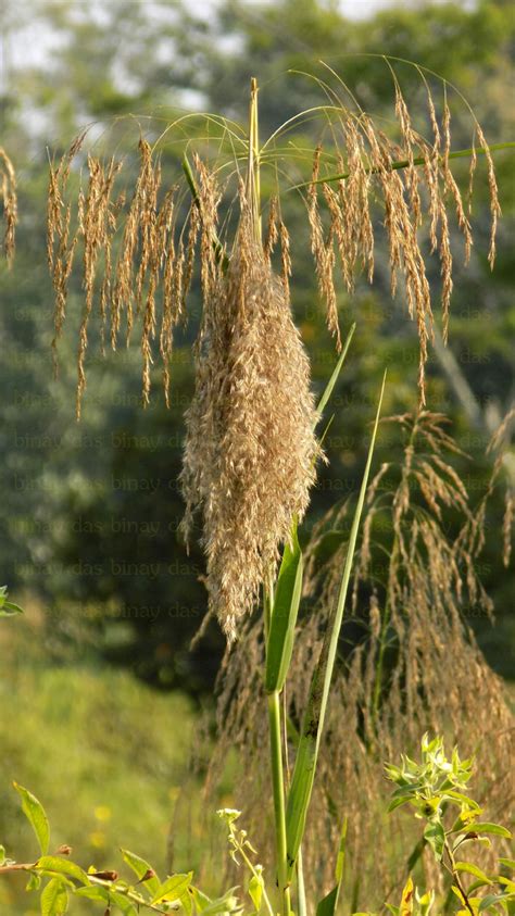 Phragmites Australis Eflora Of India