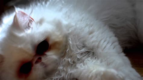 Soft Pussy YouTube
