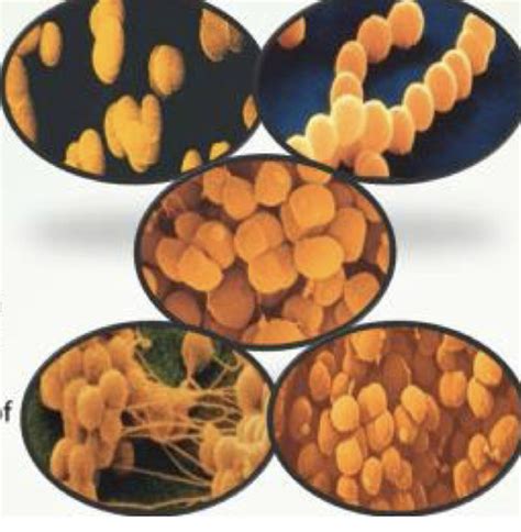 THE BACTERIA ACTIVITIES OF BACTERIA BACTERIAL SIZE SHAPE AND